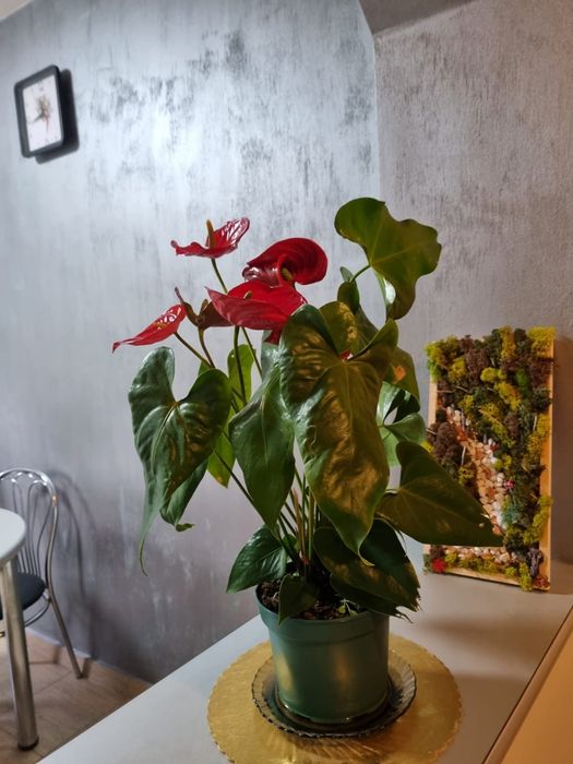 Închiriez  apartament