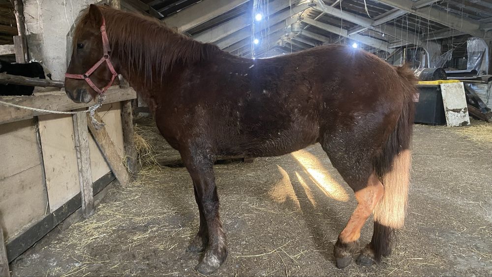 Жас айгыр сатылады жабы