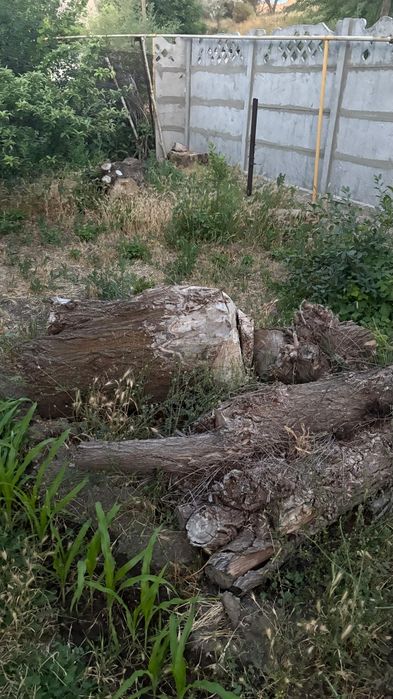 Бревно очень толстые