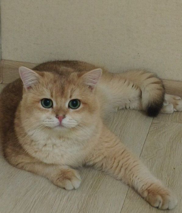 Zolotaya shinshilla ny 12