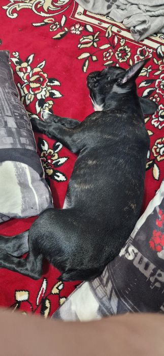 Французский бульдог щенок