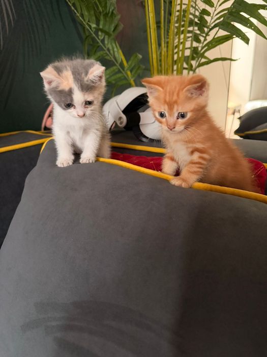 Котята в хорошие руки.