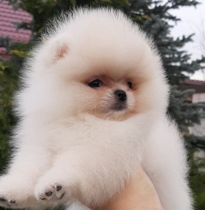 Шикарные щенки померанский шпиц