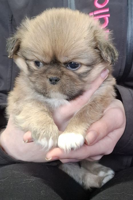 Сладки пекинези.