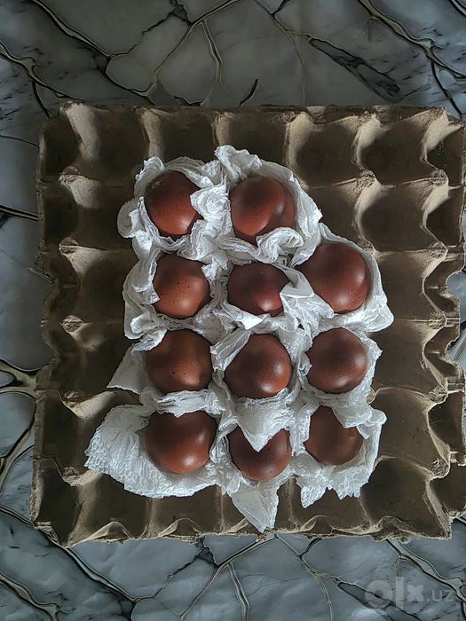 Қора мис маран (Black Copper Marans) зотлик товук тухумлари