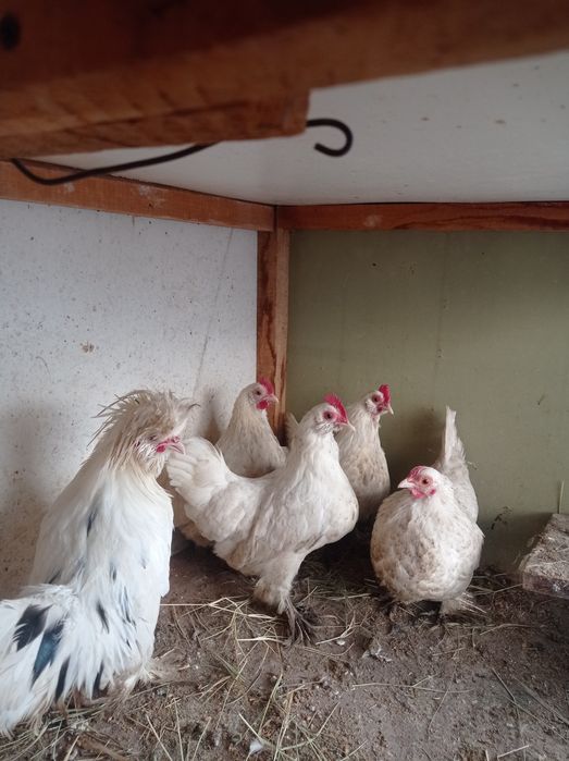 Японлар сотилади