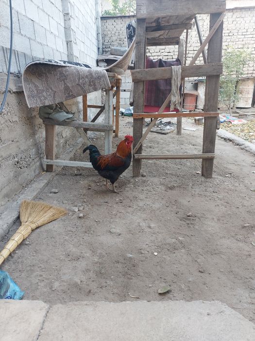 Horoz sotiladi soglom