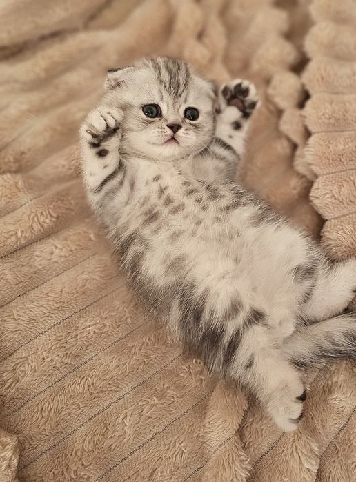 Шотландские котята