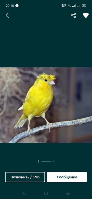 Продам кеноров из россий