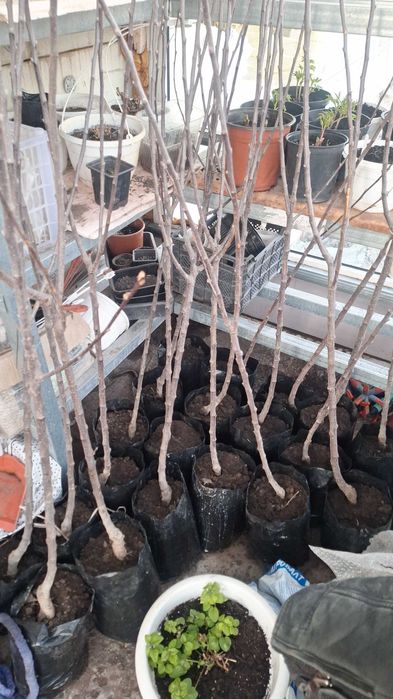 сад и огород саханцы