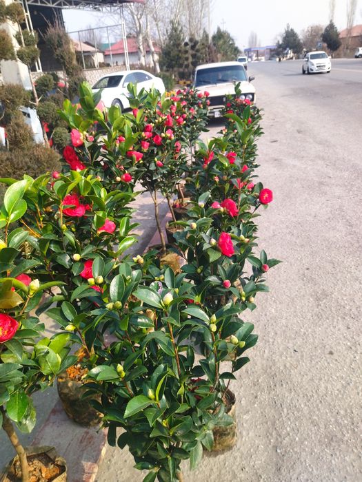 Barcha turdagi mevali va uzum koʻchatlari bor