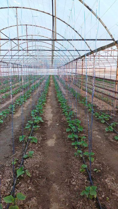 Теплица сатылады