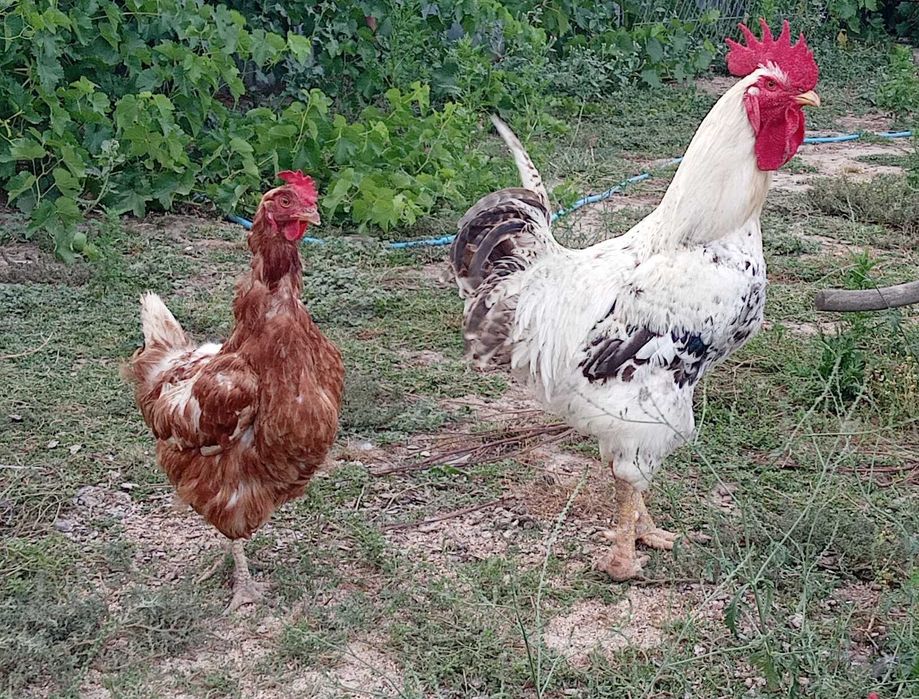 Cocoș Monaco matur 1,5 ani