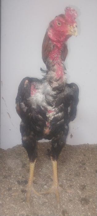 Хуроз сотилади 5 кило