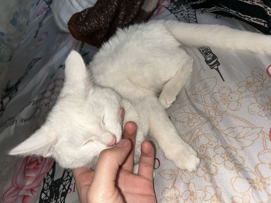 Продам котик , домашный 10 000 тг