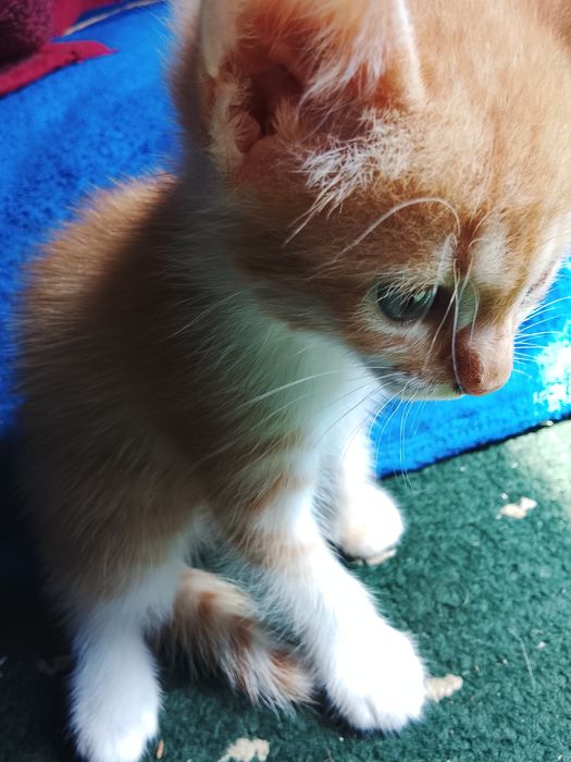 Отдам котят девочки
