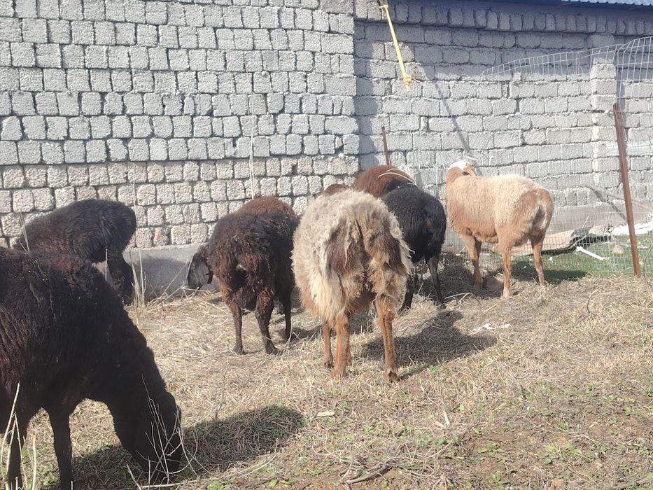 Qo'ylar 10bosh sotlad