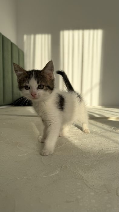 Котята в добрые руки — 3 месяца