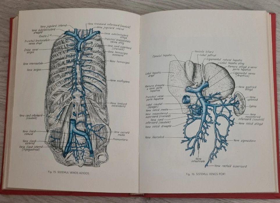 Mic atlas de anatomia omului (Dem. Theodorescu)