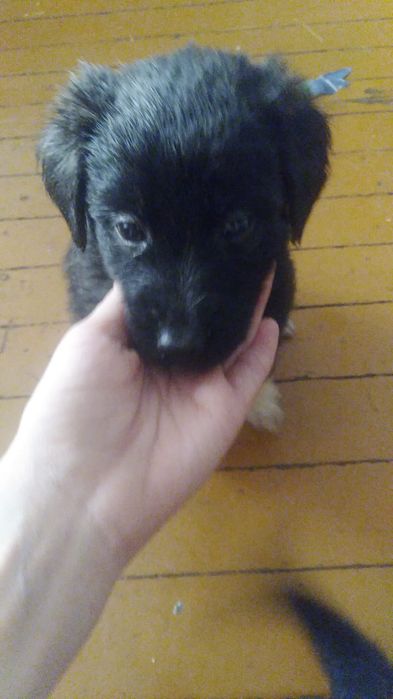 Щенки ищут новый дом