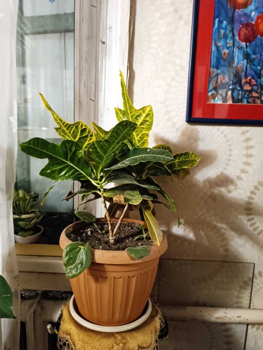 Продам кротон  крупный