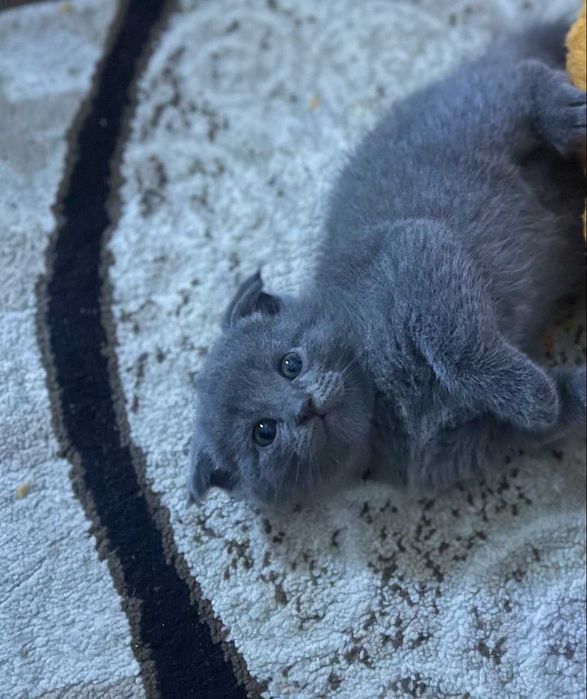 Вислаухие котята