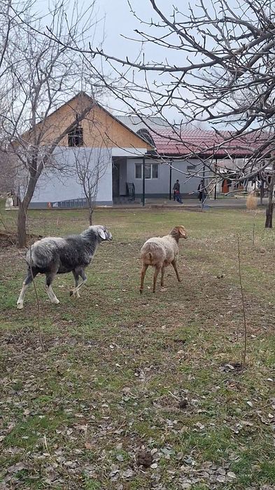 Сатылады көк қошқар