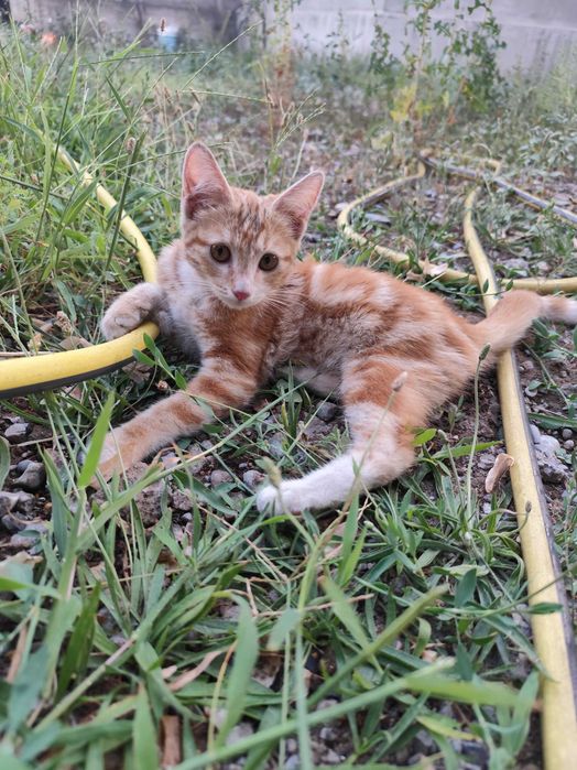 Отдаю котенка (кошечка)