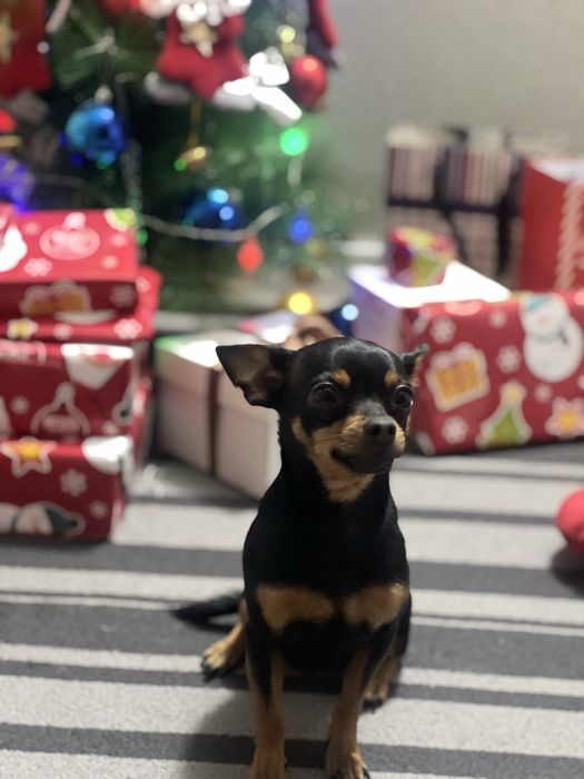 Вязка Той терьерчика