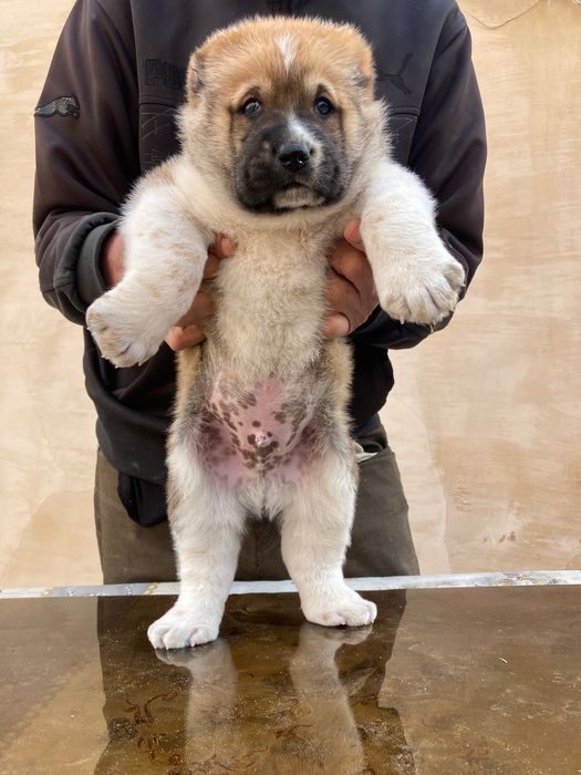 Щенок Алабая ( чистокровный ) Супер гигант