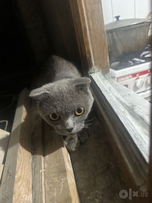Scottish Fold mushik sotiladi