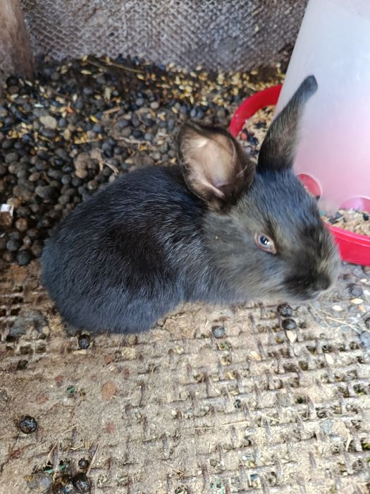 Продам крольчат.