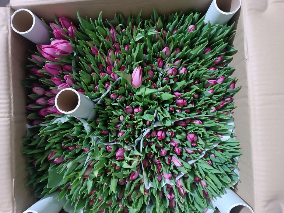 Голландский Тульпаны оптом от 50 шт