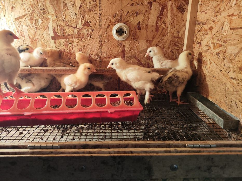 Продам домашних цыплят