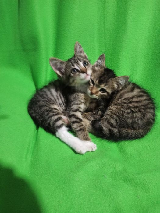 Подарю двух котят,им 1,5мес,девочки
