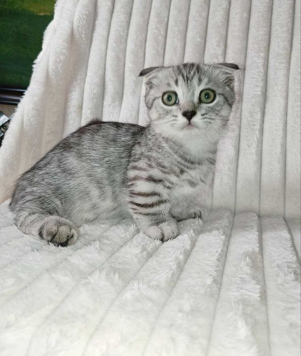 Продается котенок манчкин. мальчик