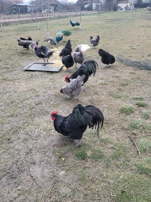 Vand ouă australorp