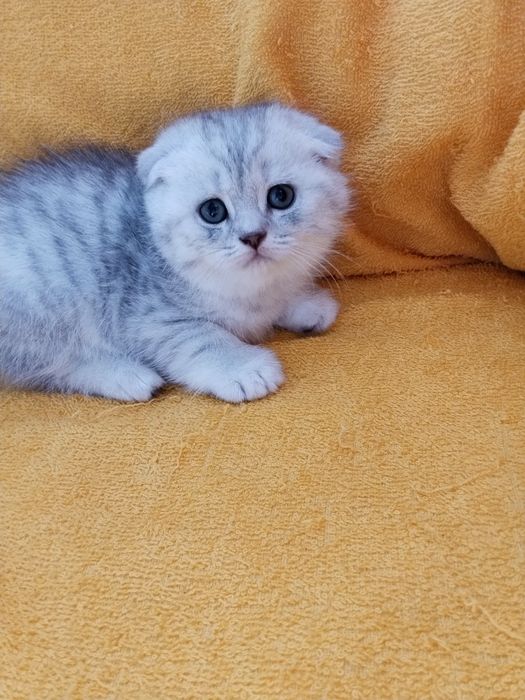Котята шотланские