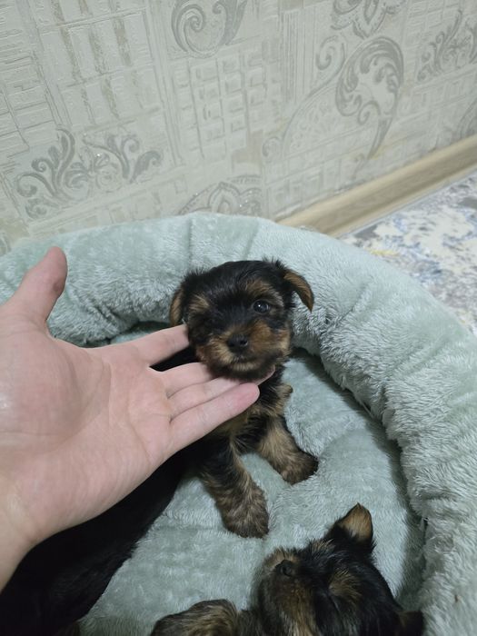 Йоркширский терьер