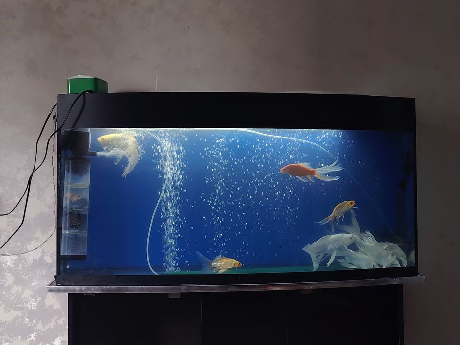 Akvarium Аквариум Рыбы комплект