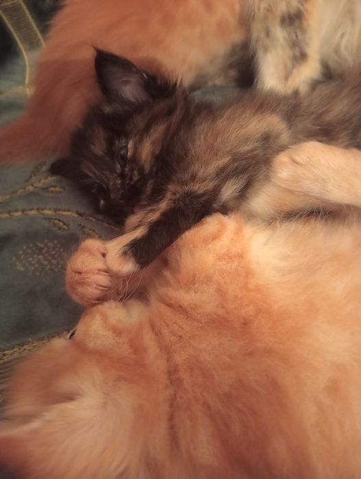 Срочно продается котенки. По 5000 ТГ.