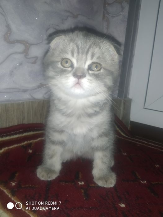 Продам породистый катят