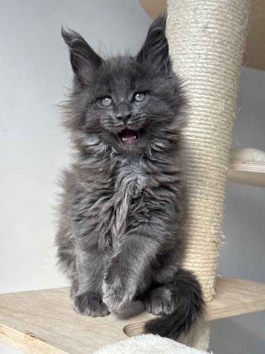 Мейн кун котенца / Мейн куун котенца / Maine coon kittens
