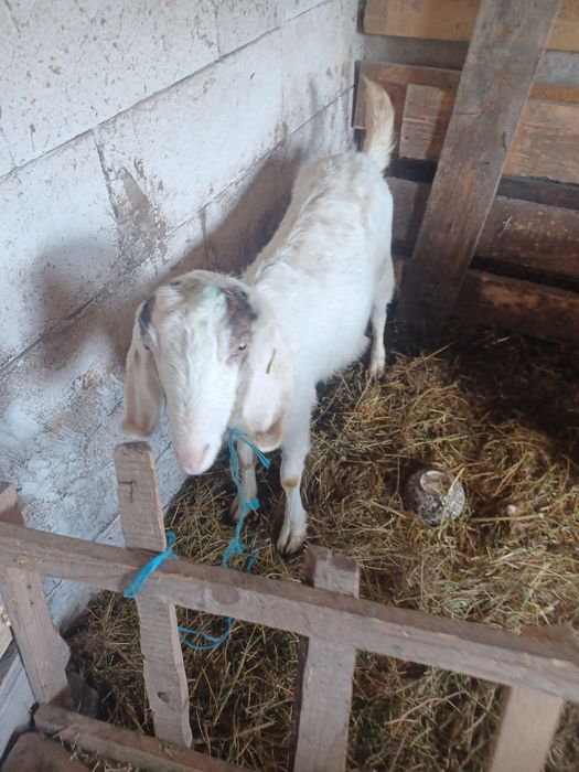 Capră tânără pentru cei interesați