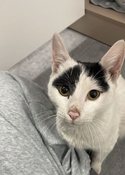 Срочно кота в добрые руки