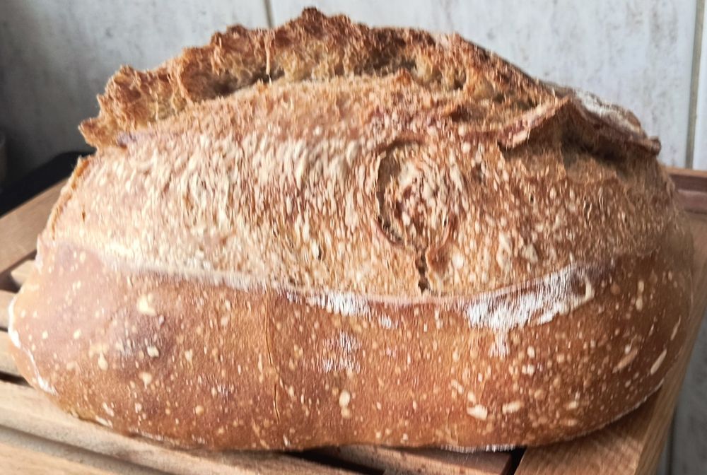 Maia pâine licoli sălbatică și lievito madre bio, kitul incepatorului