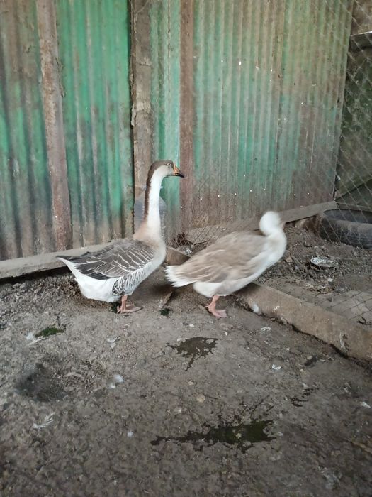 Продам  гусиня .