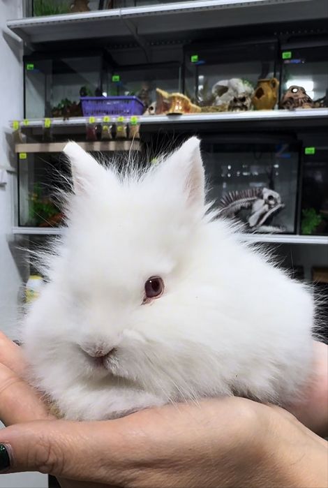 Декоративные Кролики