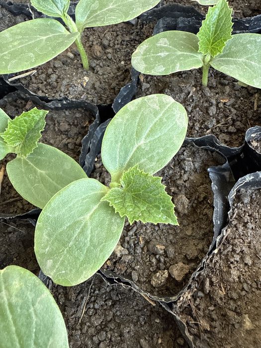 Рассада огурцы