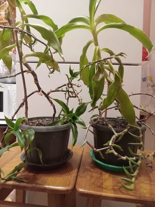 Продам золотой ус, алоэ,коланхоэ и другие комнатные растения